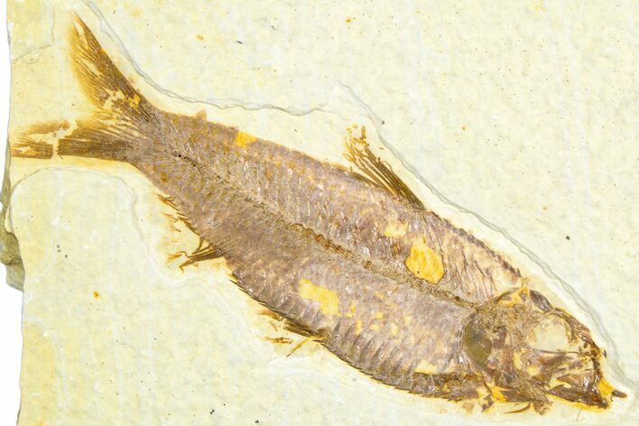 Detailed Fossil Fish (Knightia) - Wyoming #360690